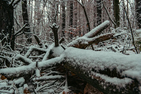 Kmen Padlého Stromu Pod Sněhem — Stock fotografie