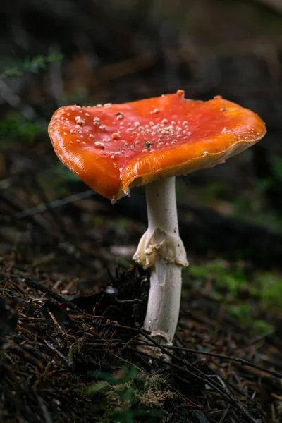 Bright Red Amanita Forest — Stock Photo, Image