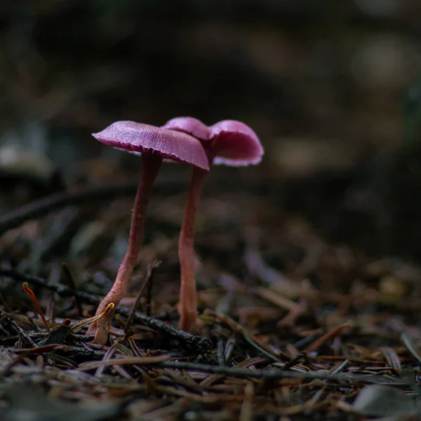 Dois Pequenos Cogumelos Roxos Graciosos — Fotografia de Stock