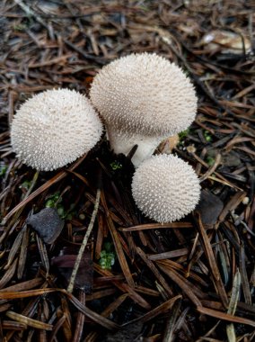 Çam iğneleri arasında alışılmadık mantarlar