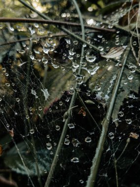 Örümcek ağı iplikleri ve su damlacıkları entrikaları
