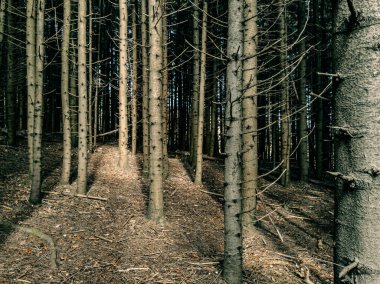 Yamaçta çam sandıkları var.