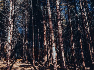 Çam ormanında göz kamaştıran gün ışığı