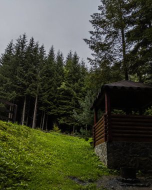 Ve yolun karşısında bir orman var....