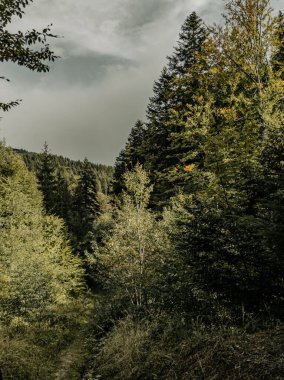 Karpat Ormanı 'nın muhteşem güzelliğinin dinginliği