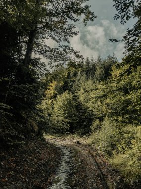 Yolun sonbahar ormanlarını götüreceği yere.?