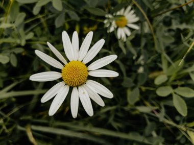 Papatyalar çimlerin arasından geçiyor.