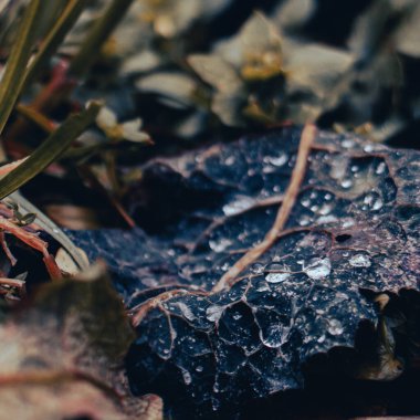 Donmuş yaprakların üzerine soğuk damlaların elmasları