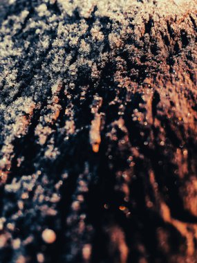 Ağaç kabuğu güneş ışığıyla kaplı.