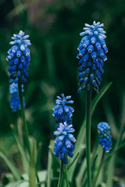 Bahar muscari çiçeklerinin parlak mavi cilt yüzeyi