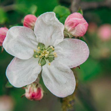 Narin beyaz elma çiçeği