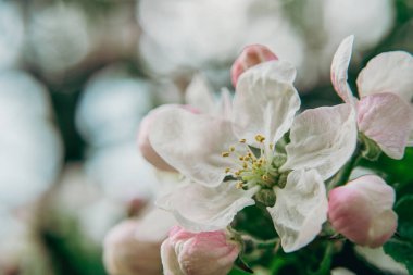 Narin şişkinlikler ve bulutlu bahar gökyüzü