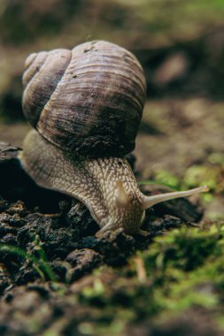 Büyük bir bahçe salyangozu sürünerek ilerliyor.