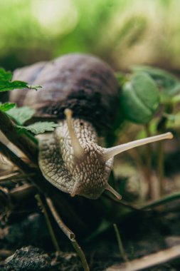 Bir bahçe salyangozunun tam portresi.