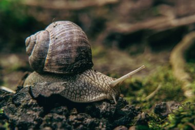 Bir salyangozun dünya ve yosunlar üzerindeki yolculuğu