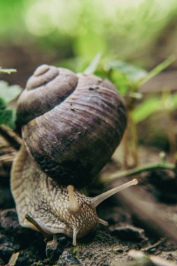 Koklea 'nın hareketlerinde esneklik ve adaptasyon