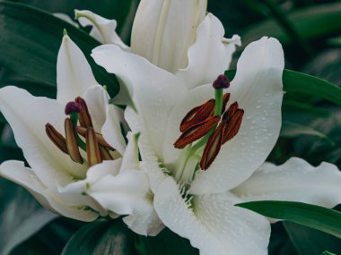 Güzel beyaz zambaklar