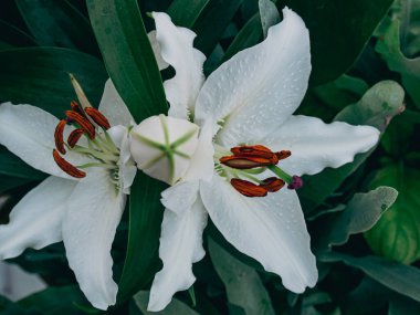 Yapraklar, zambaklar ve zambak çiçekleri.