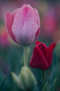 Çiçekli laleler - pastel renklerde yakın plan