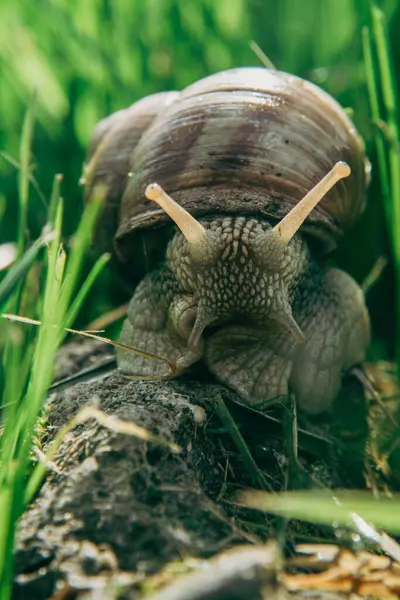 İhtiyatlı bir salyangoz çimlerin arasında pusuya yatmış.