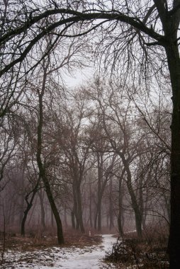 Kışın Puslu Orman Yolu 