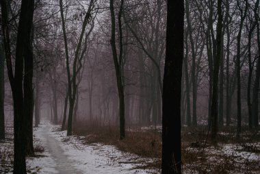 Karanlık Ormanda Sisli Kış Patikası