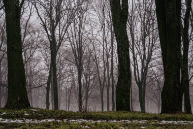 Sisli Kış Parkı 'nda Çıplak Ağaçlar