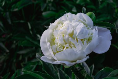 Zarif Beyaz Şakayık Çiçek Açtı