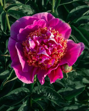 Kıpkırmızı Majesteleri Çiçek Açtı