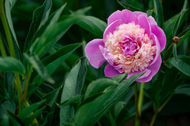 Yemyeşil Yapraklara Yuvalanmış Canlı Pembe Şakayık