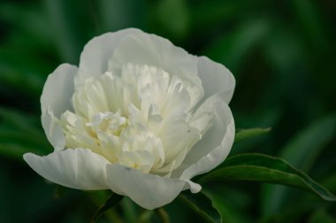 El değmemiş Beyaz Şakayık Yumuşak Işıkta Çiçek açıyor