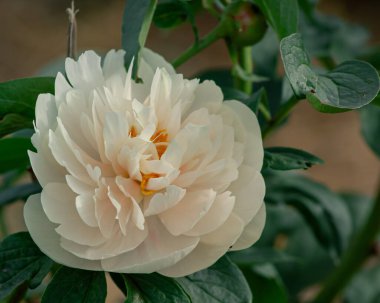 Yeşil Yaprakların Arasında Yumuşak Krem Şakayık Çiçeği