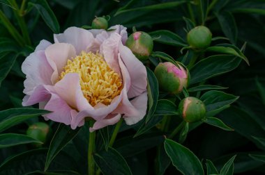 Buds ile çevrili Narin Pembe Şakayık Çiçek