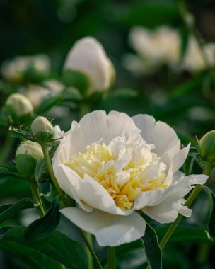 Altın merkezli Beyaz Şakayık Tomurcuklar Arasında