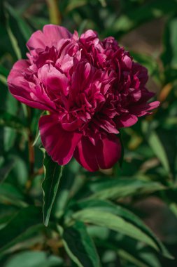 Dalgalı Burgalı Şakayık Yeşillikler Arasında Çiçek