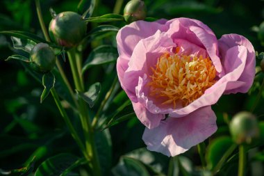 Açık pembe şakayık ve altın sarısı tomurcuklar arasında