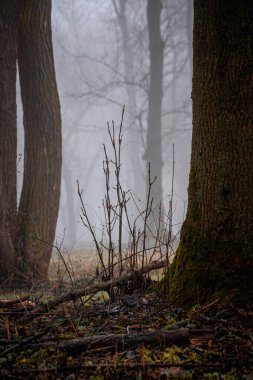 Çıplak dalları ve Yosun Ağaç Gövdesi olan Sisli Orman
