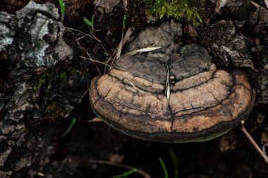 Ağaç Mantarı Kabukta büyüyor