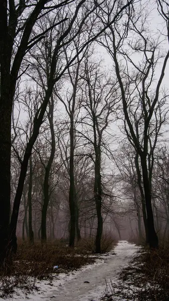 stock image Icy Path Through Winter Woods