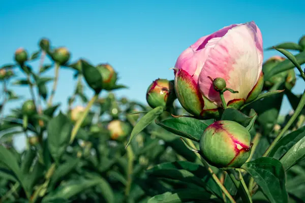 Pastel Pembe Şakayık Çiçekleri Bekliyor