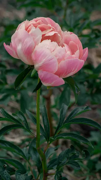 Uzun Köklü Pembe Peony Bud