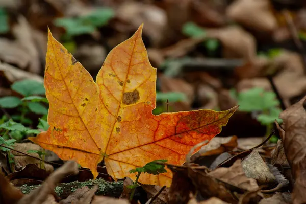 stock image Vibrant Autumn Leaf Resting on Forest Floor