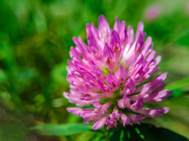 Dolu Çiçekte Canlı Yonca Çiçeği