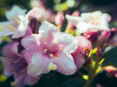 Sabah Günışığında Yumuşak Pembe Çiçekler