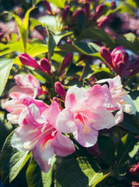 Parlak Pembe Çiçekler Gün Işığının Ortasında Yapraklar