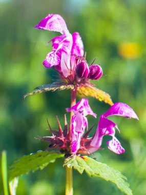 Canlı Mor Yaban Çiçeği Gün ışığında çiçek açıyor 