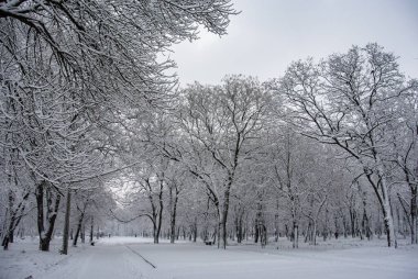 Çıplak Kış Ağaçlarıyla Karlı Park Manzarası 