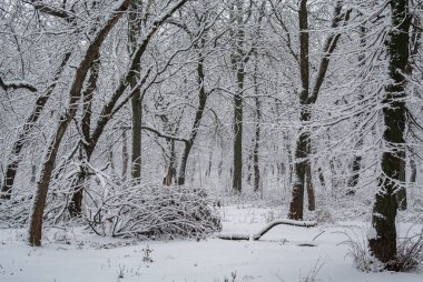 Çıplak Ağaçlar ve Düşen Dallarla Karlı Orman Sahnesi
