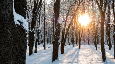 Güneş Işığı Kış Ormanı Alacakaranlıkta
