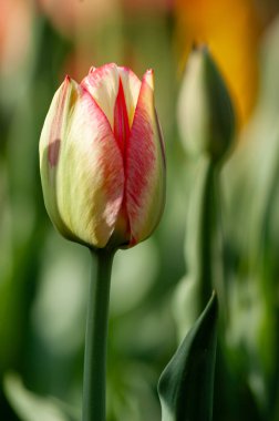 Kırmızı Aksanlı Kremalı Beyaz Lale